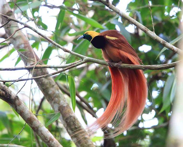 Bird-sighting-in-Raja-Ampat