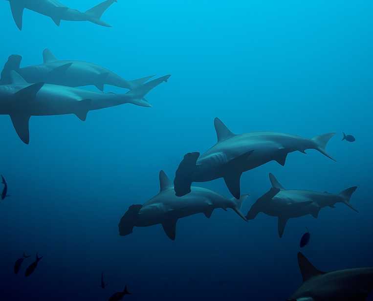 Hammerhead-Sharks-in-Banda-Sea