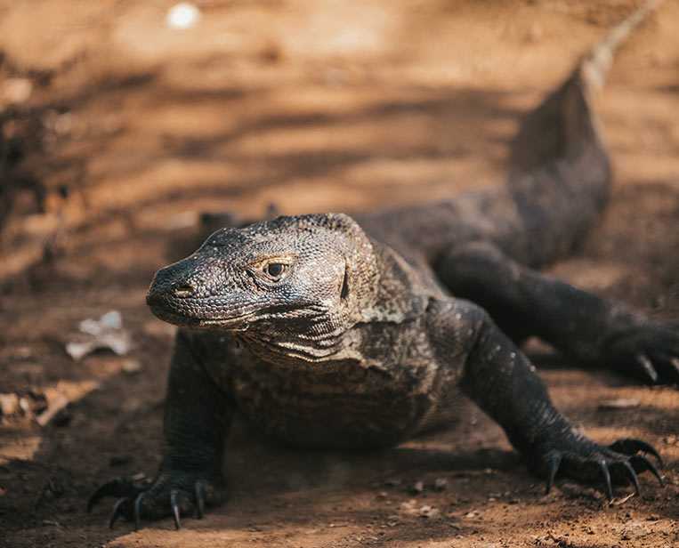 Juvenile-Komodo-Dragon