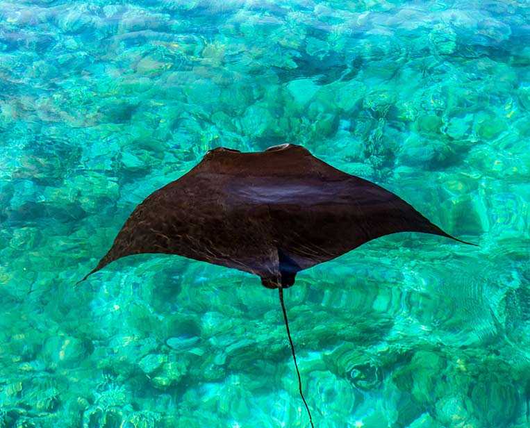 Manata-ray-swimming-at-the-surface