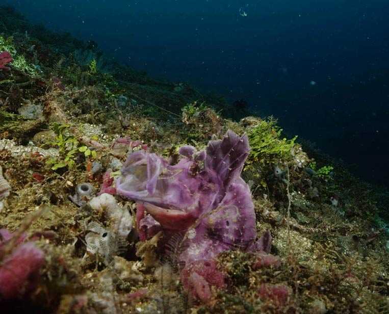 Purple-Rhinopias