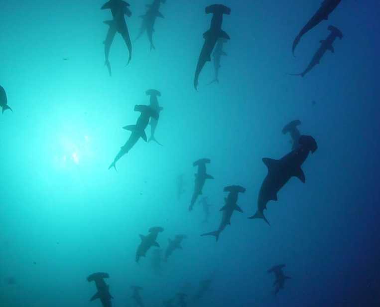 School-of-Hammerhead-Sharks