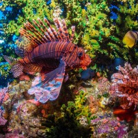Red Lionfish in Amed, Bali thumbnail