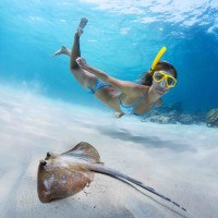 Snorkeling in Menjangan Marine Park with Blue Spotted Stingray thumbnail