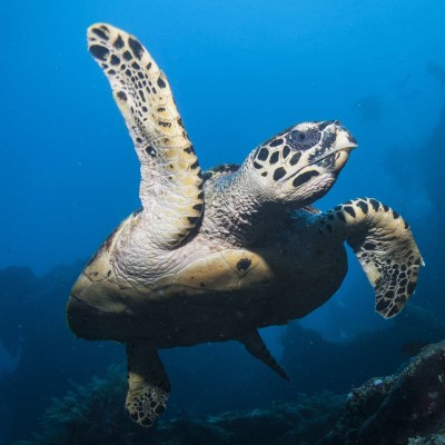 Sea Turtle on the USAT Liberty Shipwreck in Tulamben thumbnail