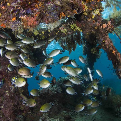 Diving on the Japanese Wreck in Amed, Bali thumbnail