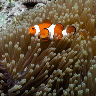 Clown Fish in Sea Anemones in Menjangan Marine Park thumbnail