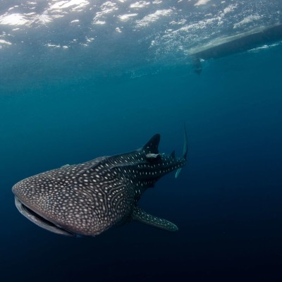 Whale Shark when diving in Bali thumbnail