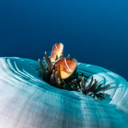 Clown Fish in Anemones in Tulamben thumbnail