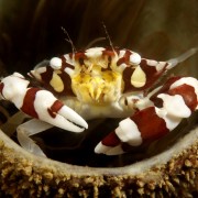 Crab Macro in Tulamben thumbnail