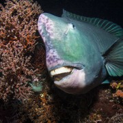 Giant Humphead Parrotfish in Tulamben, Bali thumbnail