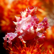 Macro species in Tulamben thumbnail
