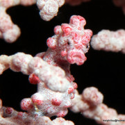 Red Pygmee Sea Horse in Tulamben, Bali thumbnail