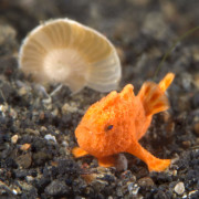 Orange Ocellated Frofish in Tulamben, Bali thumbnail