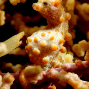 Orange Pygmee Sea Horse in Tulamben, Bali thumbnail