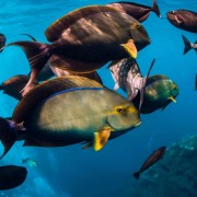 School of Surgeonfish on the USAT Liberty Shipwreck in Tulamben, Bali thumbnail