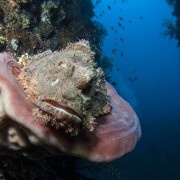 Stonefish in Tulamben, Bali thumbnail