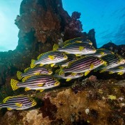 School of Indian Ocean Oriental Sweetlips in Tulamben thumbnail