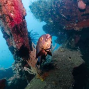 Red Macolor Macularis on the Liberty Wreck in Tulamben, Bali thumbnail