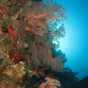 Corals in Tulamben thumbnail