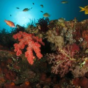 Corals on the Liberty Wreck thumbnail