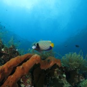 Emperor Angelfish in Tulamben thumbnail
