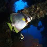 Butterflyfish on the USAT Liberty thumbnail
