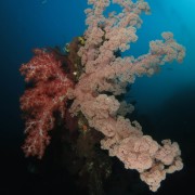 Soft Corals in Tulamben, Bali thumbnail