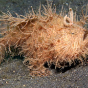 Hairy Frogfish in Seraya Secret, Tulamben thumbnail