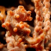 Pygmee Sea Horse in Sera Secret in Bali thumbnail