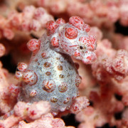 Pygmee Sea Horse Macro in Tulamben thumbnail