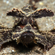 Brown Frogfish in Tulamben, Bali thumbnail