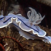 White Nudibranch, Macro in Kubu Monkey, Bali thumbnail