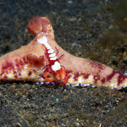 Shrimp on Nudibranch, Macro in Tulamben, Bali thumbnail
