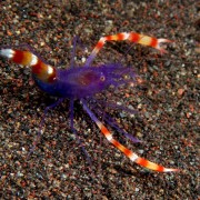 Purple Banded Coral Shrimp, Macro in Kubu Monkey thumbnail