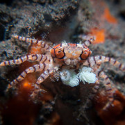 Boxing Crab in Drop Off, Bali thumbnail