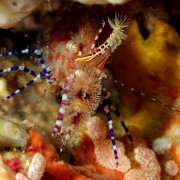 Macro dive in Drop Off, Tulamben thumbnail