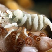 Tiny Baeolidia in Drop Off, Bali thumbnail