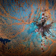 Lionfish in Drop Off, Tulamben, Bali thumbnail
