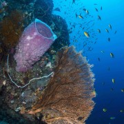 Gorgonia and soft coral on Tulamben Wall in Bali thumbnail