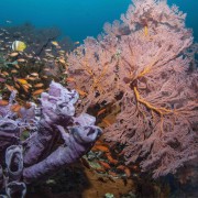 Soft Coral in Drop Off, Bali thumbnail
