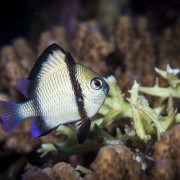 Cloudy Dascyllus in Tulamben, Bali thumbnail