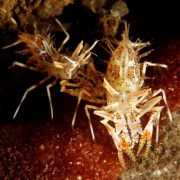 Macro Critters in Coral Garden, Bali thumbnail