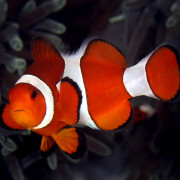 Clown Fish in Coral Garden, Bali thumbnail