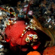 Peacock Mantis Shrimp in Tulamben, Bali thumbnail