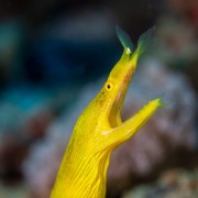 Yellow Ribbon Eel in Coral Garden, Tulamben thumbnail