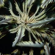 Peacock Worm in Coral Garden, Bali thumbnail