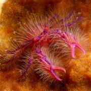 Hairy Squat Lobster in Boga Wreck, Tulamben thumbnail