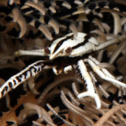 Squat Lobster in Boga Wreck, Bali thumbnail