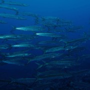 School of Chevron Barracuda in Tulamben thumbnail